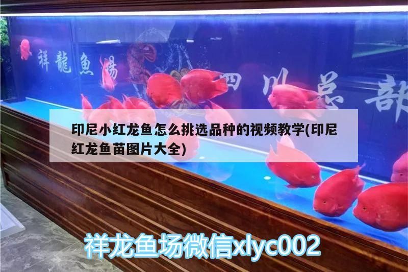 印尼小紅龍魚怎么挑選品種的視頻教學(印尼紅龍魚苗圖片大全)