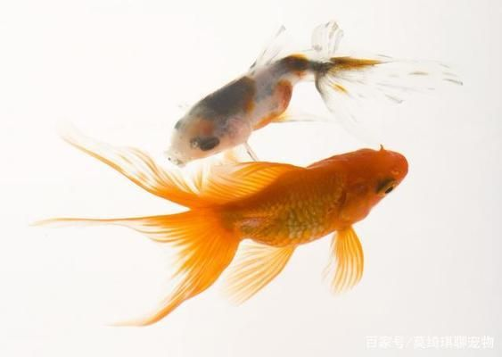 金龍魚適應新環境的技巧：研究旨在探討金龍魚如何適應新環境以期為養殖業的可持續發展