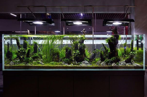 魚缸發朋友圈文案古風，養魚風水講究古風魚缸裝飾品推薦如何布置古風魚缸