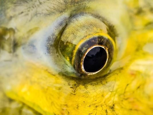 黃金河虎魚繁殖行為觀察指南，黃金河虎魚的繁殖行為的科學觀察方法