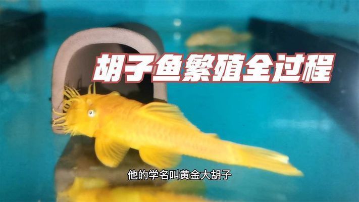 黃金河虎魚繁殖行為觀察指南，黃金河虎魚的繁殖行為的科學(xué)觀察方法 黃金河虎魚繁殖行為觀察指南，黃金河虎魚的繁殖行為的科學(xué)觀察方法 虎魚百科 第5張