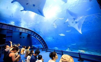 水族館多大帶去看有意義（帶孩子參觀水族館是一個寓教于樂的活動）