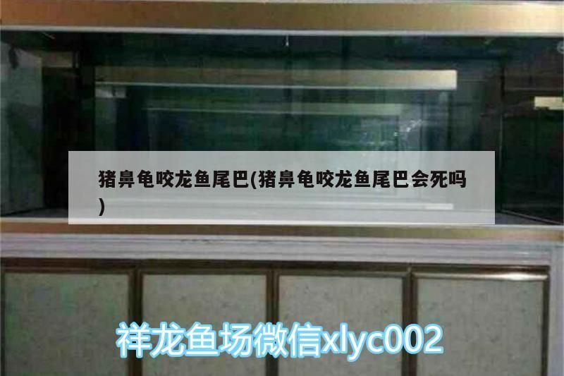 豬鼻龜咬龍魚尾巴(豬鼻龜咬龍魚尾巴會死嗎) 豬鼻龜咬龍魚尾巴(豬鼻龜咬龍魚尾巴會死嗎) 豬鼻龜百科 第3張