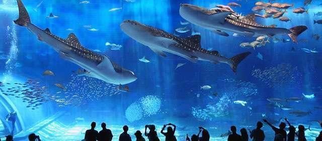 水族館建造費用（建造一個水族館不僅需要考慮投資成本，還需要考慮長期運營和維護）