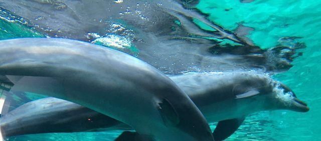 水族館建造費用（建造一個水族館不僅需要考慮投資成本，還需要考慮長期運營和維護）