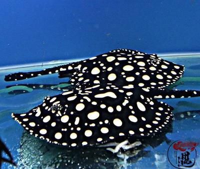 黑金魟魚長大了好看嗎：黑金魟魚的成長外觀可能會因為各種因素而有所不同 黑金魟魚長大了好看嗎：黑金魟魚的成長外觀可能會因為各種因素而有所不同 魟魚百科 第1張