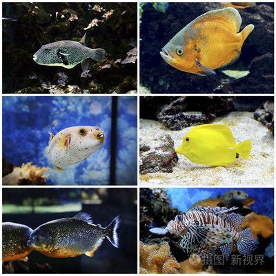水族館有哪些魚？（公共水族館中常見的魚類介紹水族館魚類的繁殖方法） 水族館有哪些魚？（公共水族館中常見的魚類介紹水族館魚類的繁殖方法） 水族館百科（水族館加盟） 第2張