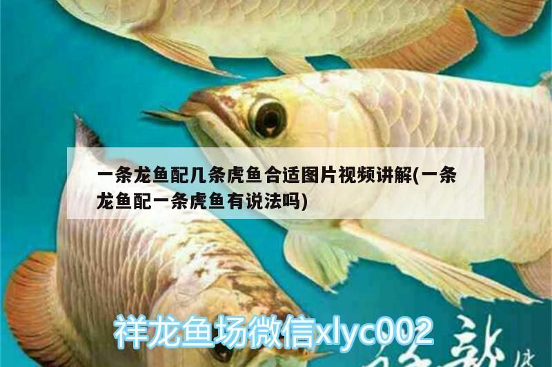 一條龍魚配幾條虎魚合適圖片視頻講解(一條龍魚配一條虎魚有說法嗎)
