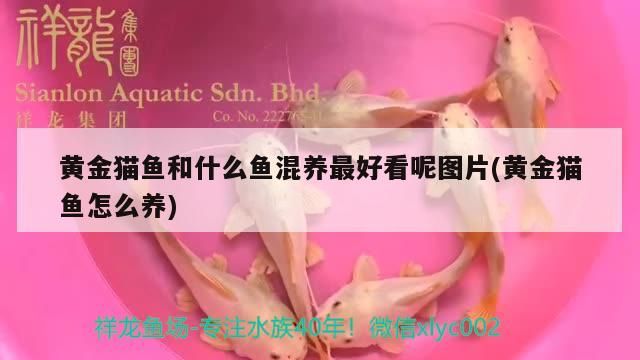 黃金貓魚和什么魚混養最好看呢圖片(黃金貓魚怎么養)