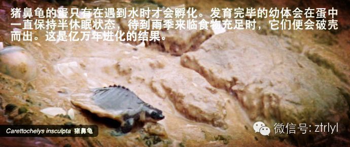 豬鼻龜瀕危：豬鼻龜為什么不讓賣