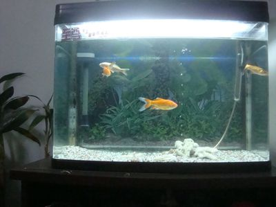 魚缸里的魚在底部不動，如何判斷魚缸水質(zhì)是否合格