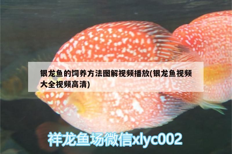 銀龍魚的飼養方法圖解視頻播放(銀龍魚視頻大全視頻高清) 銀龍魚百科 第3張 銀龍魚的飼養方法圖解視頻播放(銀龍魚視頻大全視頻高清) 銀龍魚的飼養方法圖解視頻播放(銀龍魚視頻大全視頻高清) 銀龍魚百科 第3張