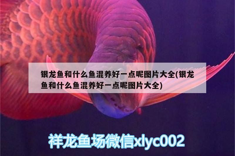 銀龍魚和什么魚混養(yǎng)好一點呢圖片大全(銀龍魚和什么魚混養(yǎng)好一點呢圖片大全)