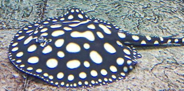 皇冠黑白魟魚養一對好還是一只：養一對皇冠黑白魟魚需要考慮幾個關鍵因素，你需要考慮幾個關鍵因素