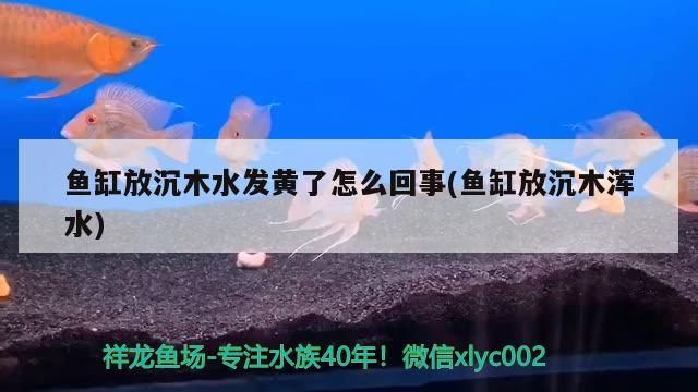 魚缸放沉木水發黃了怎么回事(魚缸放沉木渾水) 黃金貓魚百科 第3張 魚缸放沉木水發黃了怎么回事(魚缸放沉木渾水) 魚缸放沉木水發黃了怎么回事(魚缸放沉木渾水) 黃金貓魚百科 第3張