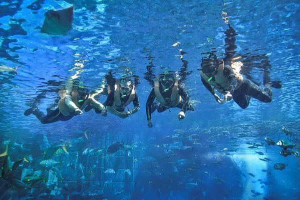 三亞水族館門票價格（三亞水族館優待政策詳解三亞水族館優待政策詳情）