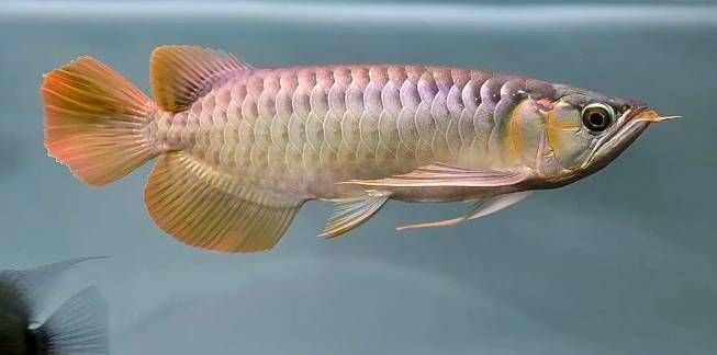 觀賞魚混養(yǎng)空間布局技巧，觀賞魚混養(yǎng)空間布局