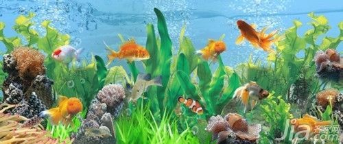 魚缸價錢計算公式，魚缸尺寸與價格關系