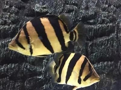 雜紋虎魚長大了會變嗎：雜紋虎魚在成長過程中可能會經歷顏色和紋路的變化