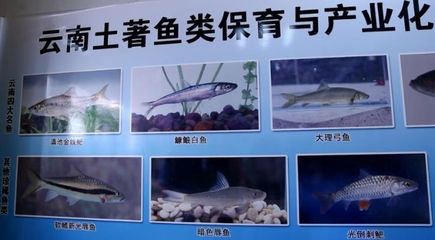 朱雀，浴火重生的東方神獸，象征光明與不朽的永恒圖騰，朱雀，浴火重生的東方永恒圖騰
