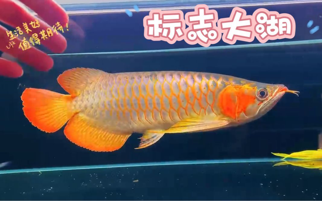 大湖紅龍怎么區分：大湖紅龍與普通紅龍的區別 大湖紅龍怎么區分：大湖紅龍與普通紅龍的區別 大湖紅龍魚百科 第4張