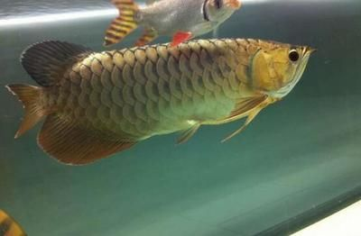 金龍魚幼魚專用飼料選擇：金龍魚專用飼料選擇指南