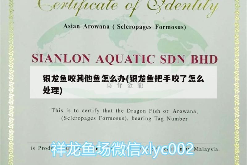 銀龍魚咬其他魚怎么辦(銀龍魚把手咬了怎么處理) 銀龍魚咬其他魚怎么辦(銀龍魚把手咬了怎么處理) 銀龍魚百科 第3張