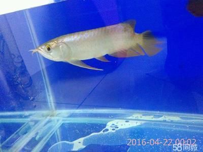 祥龍魚(yú)場(chǎng)有限公司電話 祥龍魚(yú)場(chǎng)有限公司電話 水族館百科（水族館加盟） 第4張