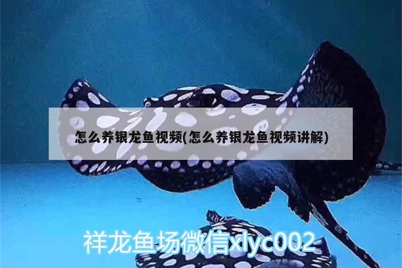 怎么養銀龍魚視頻(怎么養銀龍魚視頻講解) 怎么養銀龍魚視頻(怎么養銀龍魚視頻講解) 銀龍魚百科 第3張