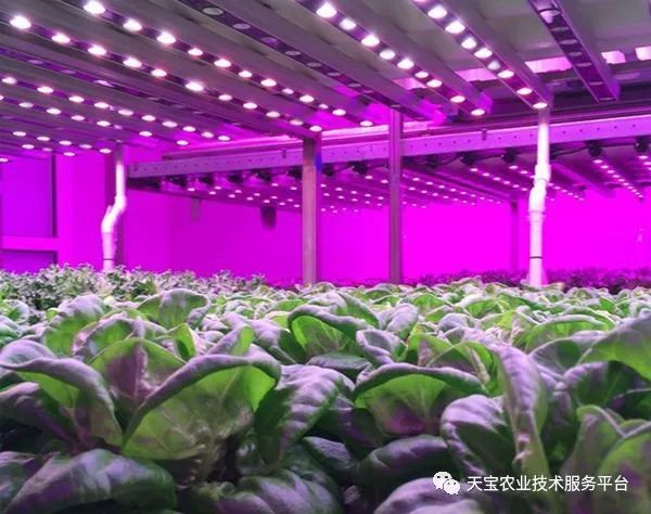 20公分的金龍魚怎么看過背的(成年過背金龍魚多少公分)