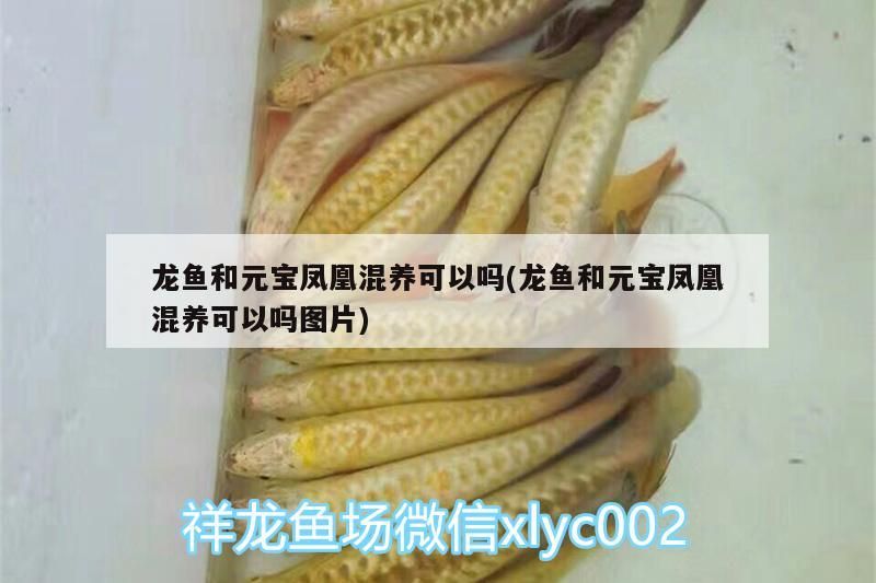 龍魚和元寶鳳凰混養可以嗎(龍魚和元寶鳳凰混養可以嗎圖片)
