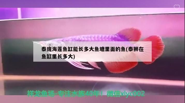 泰龐海鰱瀕危原因分析，泰龐海鰱是全球性瀕危物種，但其生存確實(shí)面臨一些挑戰(zhàn) 泰龐海鰱瀕危原因分析，泰龐海鰱是全球性瀕危物種，但其生存確實(shí)面臨一些挑戰(zhàn) 虎魚百科 第2張