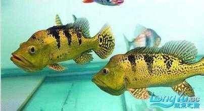 大型觀賞魚的種類（大型觀賞魚的種類及種類）