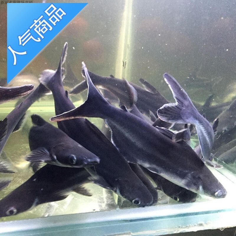 大型觀賞魚的種類（大型觀賞魚的種類及種類）