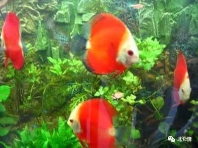 大型觀賞魚的種類（大型觀賞魚的種類及種類）