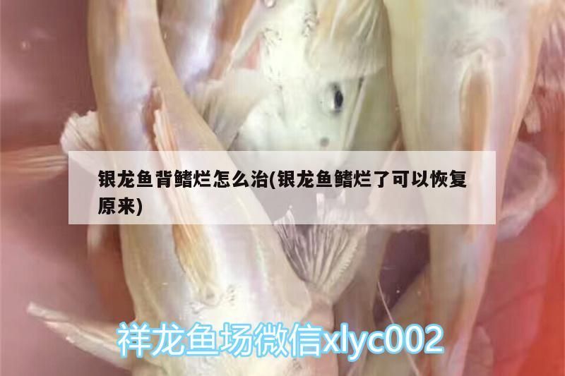 銀龍魚(yú)背鰭爛怎么治(銀龍魚(yú)鰭爛了可以恢復(fù)原來(lái))