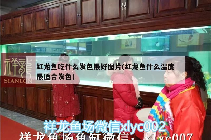 紅龍魚吃什么發色最好圖片(紅龍魚什么溫度最適合發色)