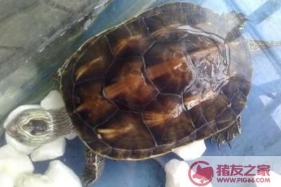 豬鼻龜產卵視頻教程：豬鼻龜長得快嗎圖片大全