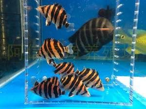 虎魚印尼虎跟蘇虎有什么區別嗎：印尼虎和蘇虎在生活習慣上有明顯的區別，虎魚印尼虎有什么區別 虎魚印尼虎跟蘇虎有什么區別嗎：印尼虎和蘇虎在生活習慣上有明顯的區別，虎魚印尼虎有什么區別 虎魚百科 第4張
