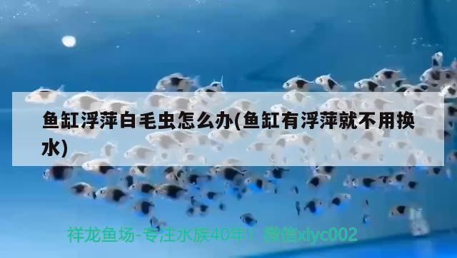 魚缸浮萍白毛蟲怎么辦(魚缸有浮萍就不用換水) 黃金貓魚百科 第3張 魚缸浮萍白毛蟲怎么辦(魚缸有浮萍就不用換水) 魚缸浮萍白毛蟲怎么辦(魚缸有浮萍就不用換水) 黃金貓魚百科 第3張