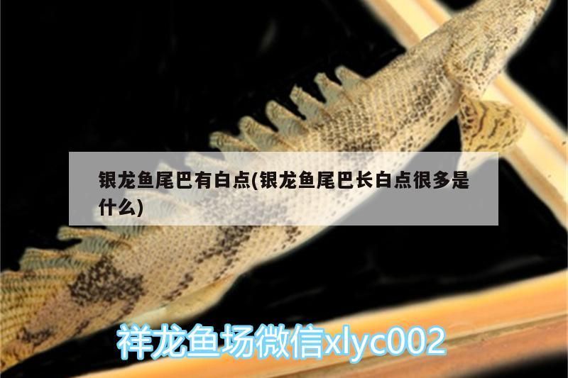 銀龍魚尾巴有白點(diǎn)(銀龍魚尾巴長(zhǎng)白點(diǎn)很多是什么)