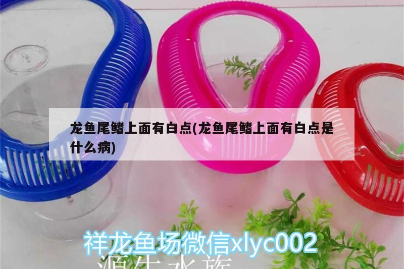 龍魚尾鰭上面有白點(龍魚尾鰭上面有白點是什么病)