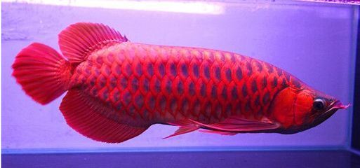 紅龍魚簡筆畫大全