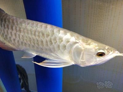 龍魚不肯吃東西的原因有哪些癥狀