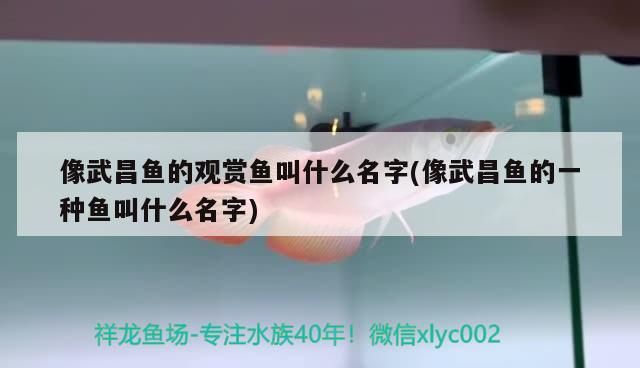 像武昌魚的觀賞魚叫什么名字(像武昌魚的一種魚叫什么名字)