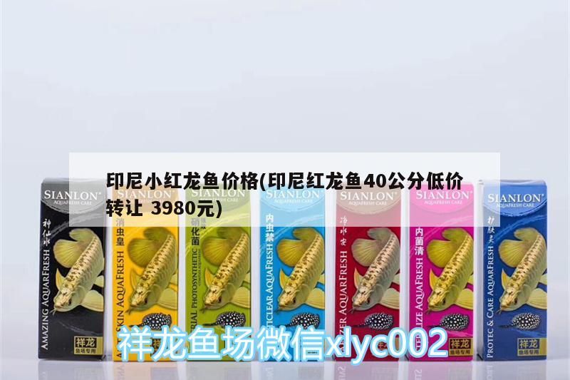 印尼小紅龍魚價格(印尼紅龍魚40公分低價轉讓3980元) 印尼小紅龍魚價格(印尼紅龍魚40公分低價轉讓3980元) 紅龍魚百科 第3張