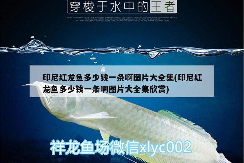印尼紅龍魚多少錢一條啊圖片大全集(印尼紅龍魚多少錢一條啊圖片大全集欣賞) 印尼紅龍魚多少錢一條啊圖片大全集(印尼紅龍魚多少錢一條啊圖片大全集欣賞) 紅龍魚百科 第3張