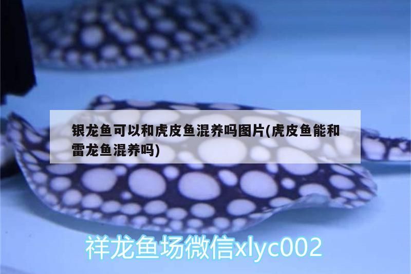 銀龍魚可以和虎皮魚混養(yǎng)嗎圖片(虎皮魚能和雷龍魚混養(yǎng)嗎)