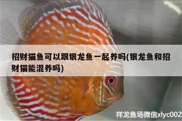 招財貓魚可以跟銀龍魚一起養嗎(銀龍魚和招財貓能混養嗎)