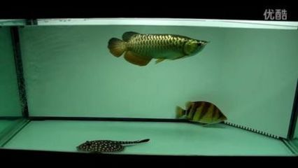 龍虎魟混養寓意:\"龍虎魟混養寓意
